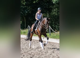 Caballo de deporte alemán, Caballo castrado, 11 años, 166 cm, Castaño