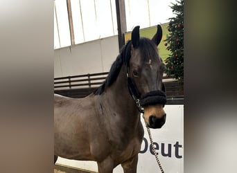 Caballo de deporte alemán, Caballo castrado, 11 años, 167 cm, Castaño