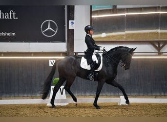 Caballo de deporte alemán, Caballo castrado, 11 años, 167 cm, Negro