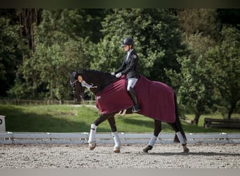 Caballo de deporte alemán, Caballo castrado, 11 años, 167 cm, Negro