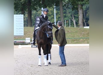 Caballo de deporte alemán, Caballo castrado, 11 años, 167 cm, Negro