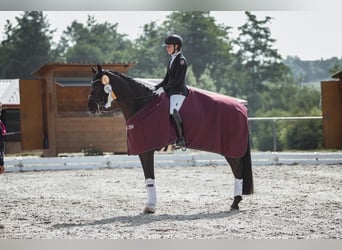 Caballo de deporte alemán, Caballo castrado, 11 años, 167 cm, Negro