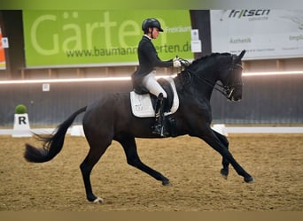 Caballo de deporte alemán, Caballo castrado, 11 años, 167 cm, Negro