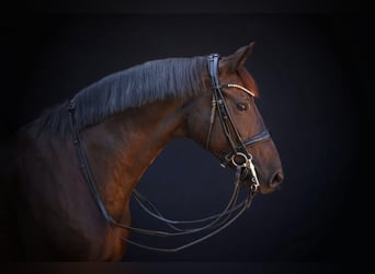 Caballo de deporte alemán, Caballo castrado, 11 años, 167 cm, Negro