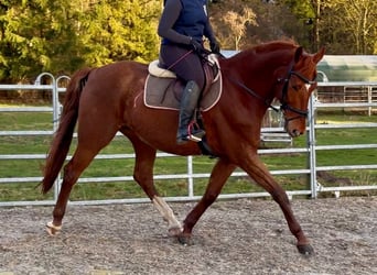 Caballo de deporte alemán, Caballo castrado, 11 años, 168 cm, Alazán