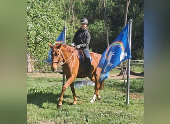 Caballo de deporte alemán, Caballo castrado, 11 años, 168 cm, Alazán