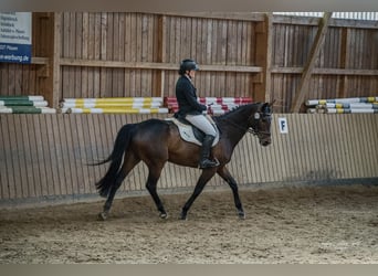 Caballo de deporte alemán, Caballo castrado, 11 años, 168 cm, Castaño oscuro