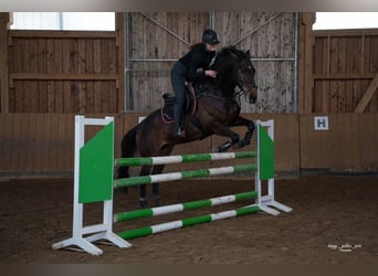 Caballo de deporte alemán, Caballo castrado, 11 años, 168 cm, Castaño oscuro