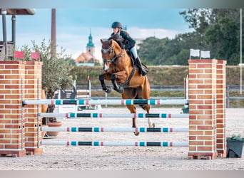 Caballo de deporte alemán, Caballo castrado, 11 años, 170 cm, Castaño