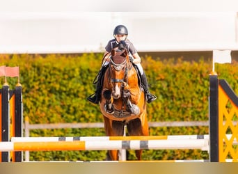 Caballo de deporte alemán, Caballo castrado, 11 años, 170 cm, Castaño