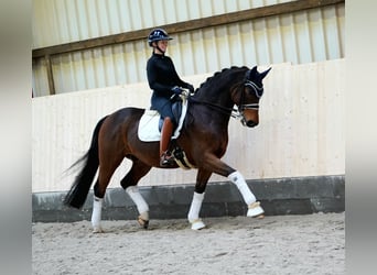 Caballo de deporte alemán, Caballo castrado, 11 años, 170 cm, Castaño oscuro