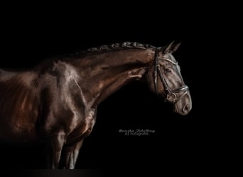 Caballo de deporte alemán, Caballo castrado, 11 años, 170 cm, Negro