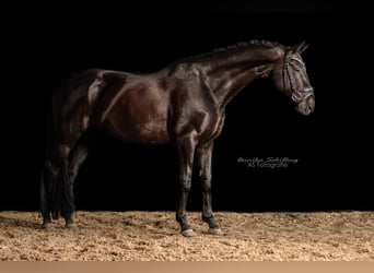 Caballo de deporte alemán, Caballo castrado, 11 años, 170 cm, Negro