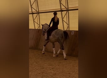 Caballo de deporte alemán, Caballo castrado, 11 años, 170 cm, Tordo