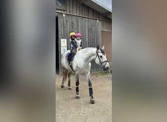 Caballo de deporte alemán, Caballo castrado, 11 años, 170 cm, Tordo