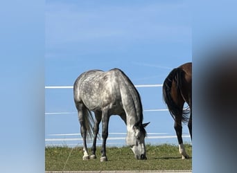 Caballo de deporte alemán, Caballo castrado, 11 años, 170 cm, Tordo rodado
