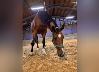 Caballo de deporte alemán, Caballo castrado, 11 años, 172 cm, Castaño