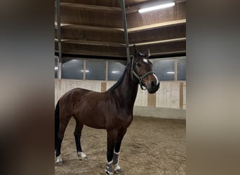 Caballo de deporte alemán, Caballo castrado, 11 años, 172 cm, Castaño