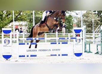 Caballo de deporte alemán, Caballo castrado, 11 años, 172 cm, Castaño