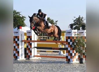 Caballo de deporte alemán, Caballo castrado, 11 años, 172 cm, Castaño oscuro