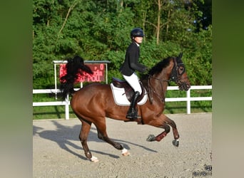 Caballo de deporte alemán, Caballo castrado, 11 años, 172 cm, Castaño oscuro