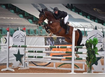 Caballo de deporte alemán, Caballo castrado, 11 años, 172 cm, Castaño oscuro