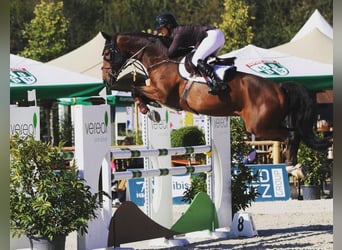 Caballo de deporte alemán, Caballo castrado, 11 años, 172 cm, Castaño oscuro