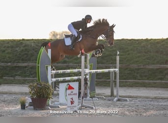 Caballo de deporte alemán, Caballo castrado, 11 años, 172 cm, Castaño oscuro