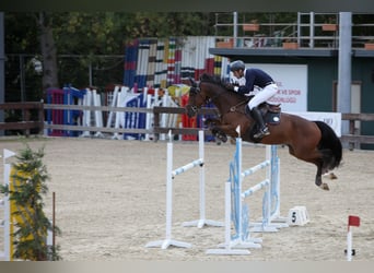 Caballo de deporte alemán, Caballo castrado, 11 años, 172 cm, Castaño oscuro