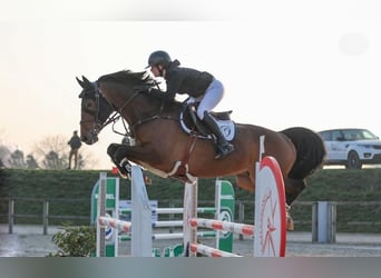 Caballo de deporte alemán, Caballo castrado, 11 años, 172 cm, Castaño oscuro