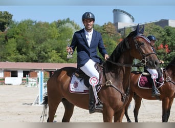 Caballo de deporte alemán, Caballo castrado, 11 años, 172 cm, Castaño oscuro