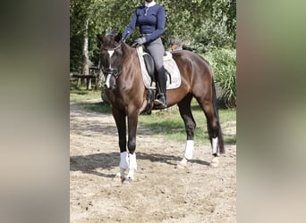 Caballo de deporte alemán, Caballo castrado, 11 años, 172 cm, Negro