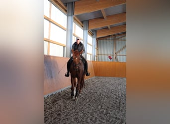 Caballo de deporte alemán, Caballo castrado, 11 años, 175 cm, Alazán-tostado