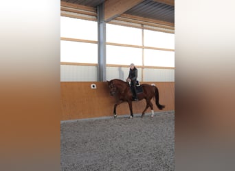 Caballo de deporte alemán, Caballo castrado, 11 años, 175 cm, Alazán-tostado