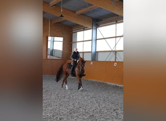 Caballo de deporte alemán, Caballo castrado, 11 años, 175 cm, Alazán-tostado