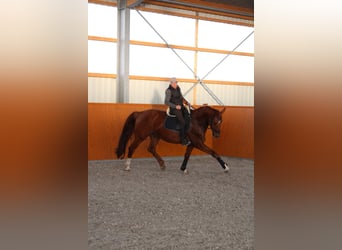 Caballo de deporte alemán, Caballo castrado, 11 años, 175 cm, Alazán-tostado
