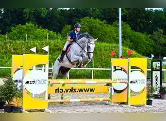 Caballo de deporte alemán, Caballo castrado, 11 años, 180 cm, Tordo rodado