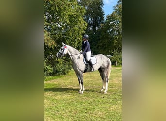 Caballo de deporte alemán, Caballo castrado, 11 años, 182 cm, Tordo rodado