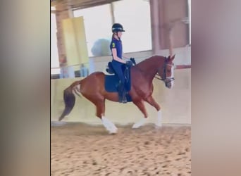 Caballo de deporte alemán, Caballo castrado, 12 años, 165 cm, Alazán