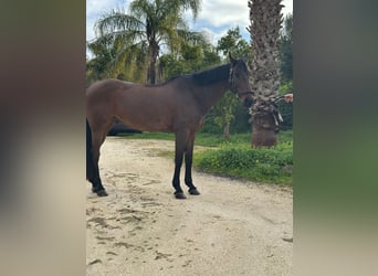 Caballo de deporte alemán, Caballo castrado, 12 años, 167 cm
