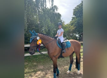 Caballo de deporte alemán, Caballo castrado, 12 años, 167 cm, Castaño