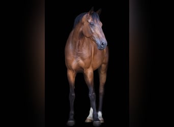 Caballo de deporte alemán, Caballo castrado, 12 años, 167 cm, Castaño
