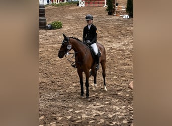 Caballo de deporte alemán, Caballo castrado, 12 años, 167 cm, Castaño
