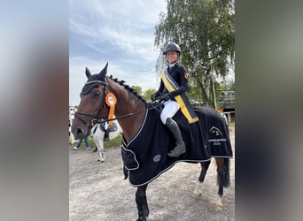 Caballo de deporte alemán, Caballo castrado, 12 años, 167 cm, Castaño