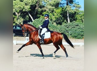 Caballo de deporte alemán, Caballo castrado, 12 años, 168 cm