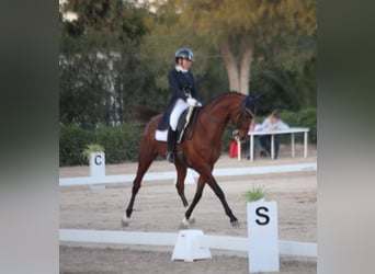 Caballo de deporte alemán, Caballo castrado, 12 años, 168 cm