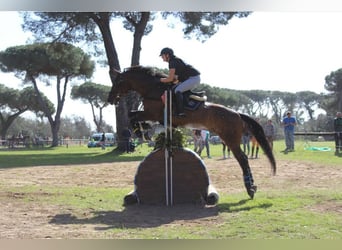 Caballo de deporte alemán, Caballo castrado, 12 años, 168 cm, Castaño