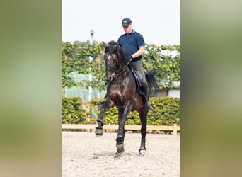 Caballo de deporte alemán, Caballo castrado, 12 años, 168 cm, Castaño oscuro