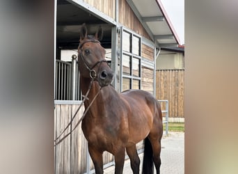 Caballo de deporte alemán, Caballo castrado, 12 años, 168 cm, Castaño oscuro