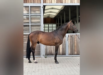 Caballo de deporte alemán, Caballo castrado, 12 años, 168 cm, Castaño oscuro